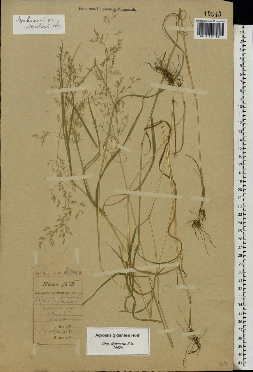 Agrostis gigantea Roth, Eastern Europe, Moscow region (E4a) (Russia)