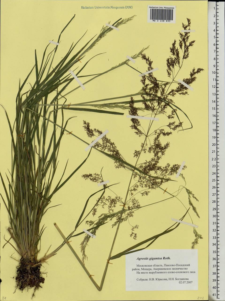 Agrostis gigantea Roth, Eastern Europe, Moscow region (E4a) (Russia)