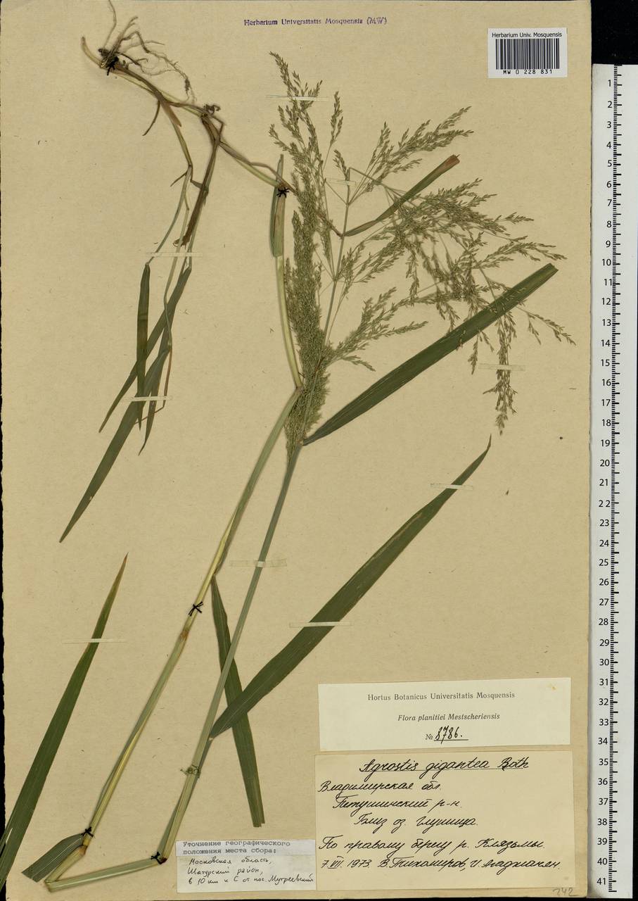 Agrostis gigantea Roth, Eastern Europe, Moscow region (E4a) (Russia)