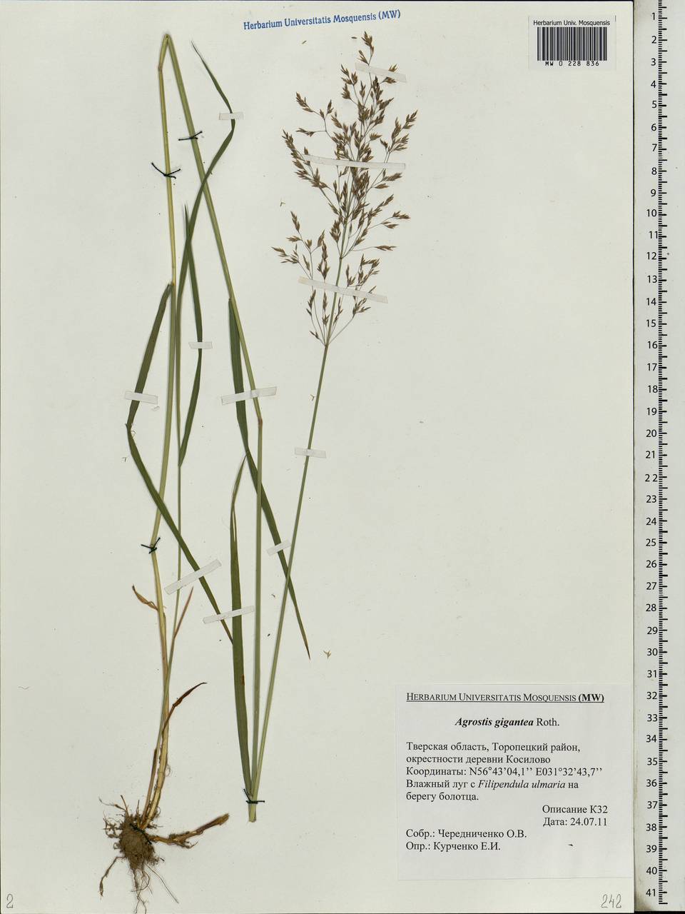Agrostis gigantea Roth, Eastern Europe, North-Western region (E2) (Russia)
