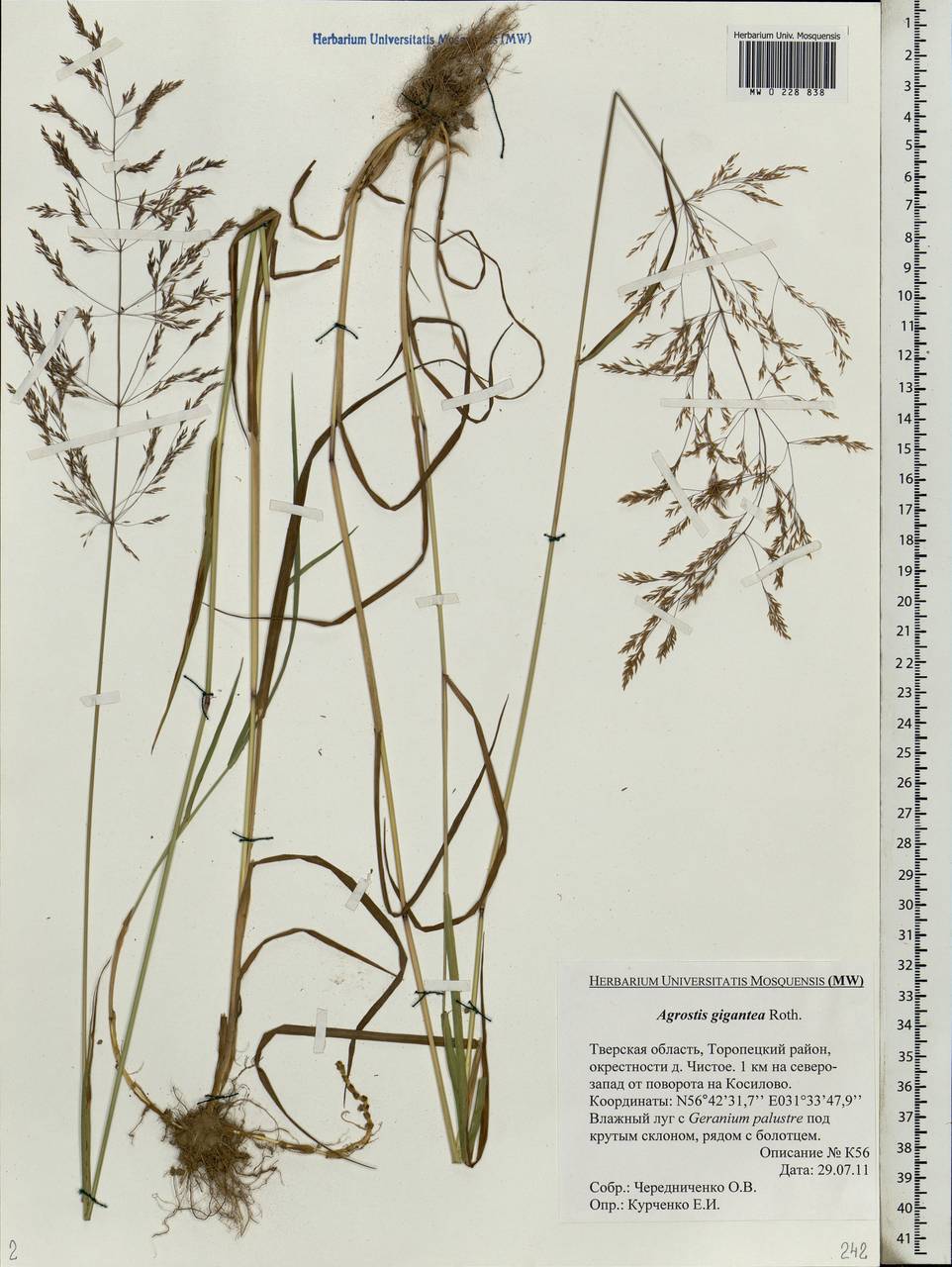 Agrostis gigantea Roth, Eastern Europe, North-Western region (E2) (Russia)