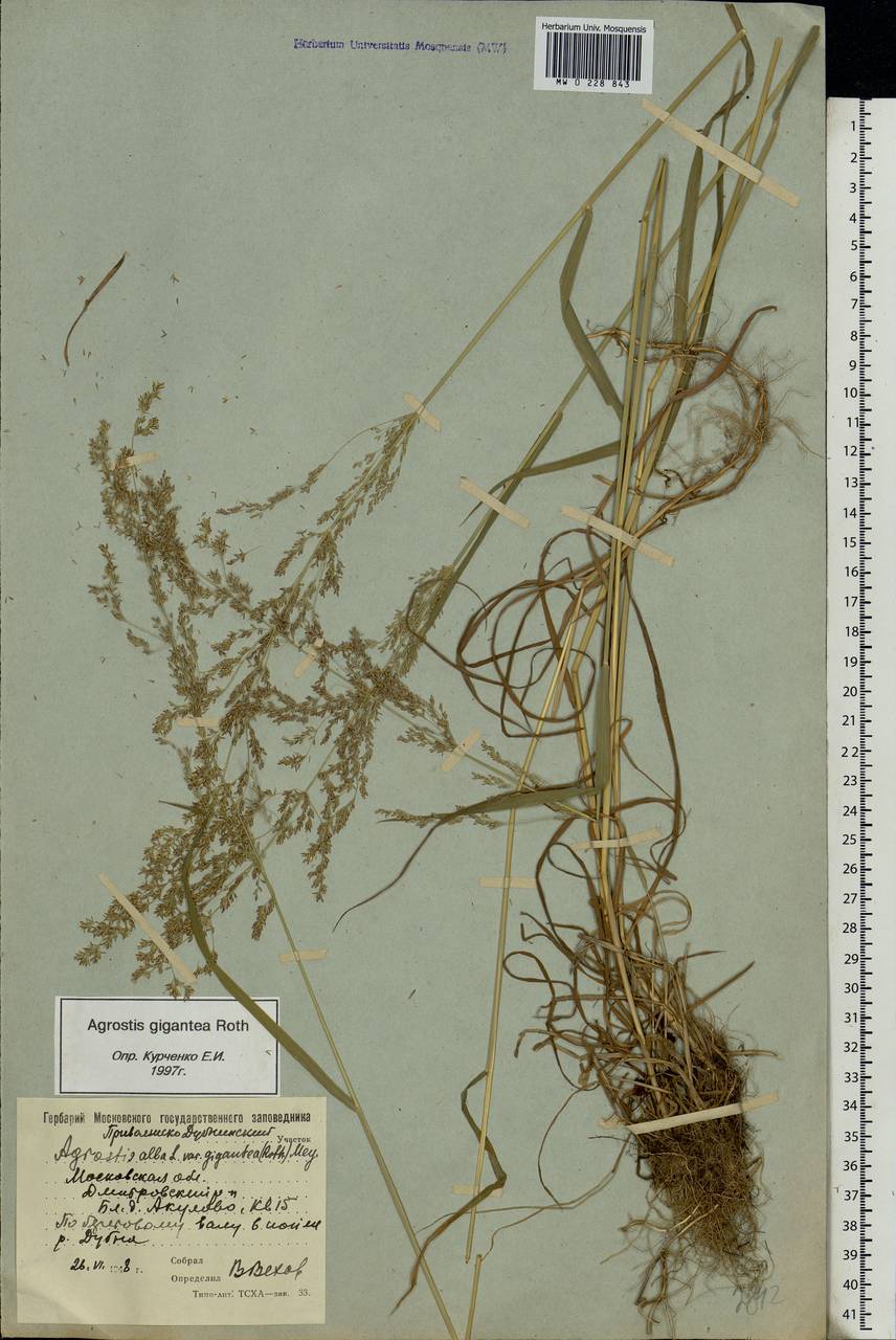 Agrostis gigantea Roth, Eastern Europe, Moscow region (E4a) (Russia)