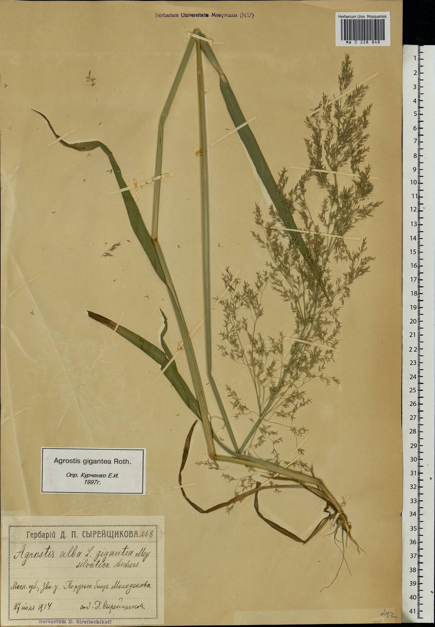 Agrostis gigantea Roth, Eastern Europe, Moscow region (E4a) (Russia)