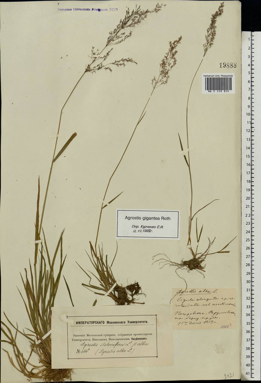 Agrostis gigantea Roth, Eastern Europe, Moscow region (E4a) (Russia)