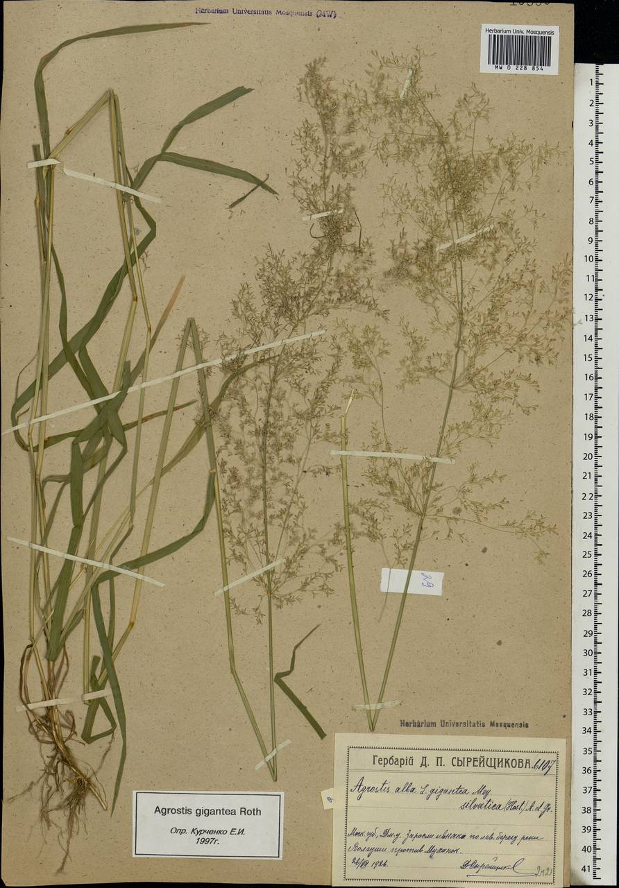 Agrostis gigantea Roth, Eastern Europe, Moscow region (E4a) (Russia)