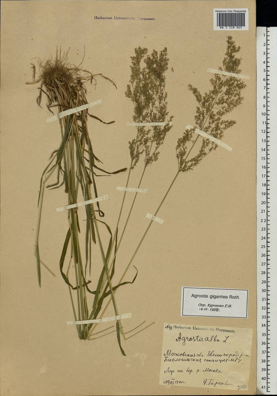 Agrostis gigantea Roth, Eastern Europe, Moscow region (E4a) (Russia)