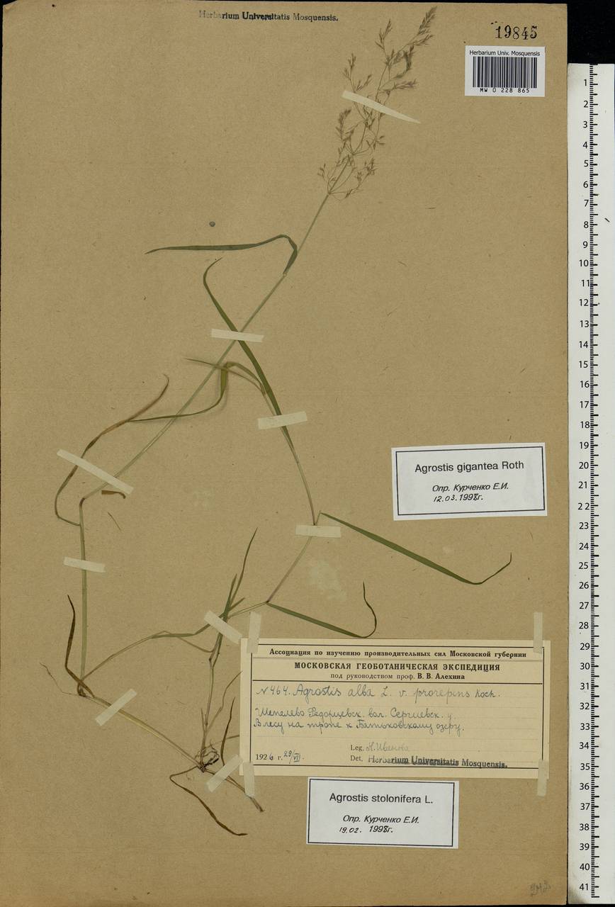 Agrostis gigantea Roth, Eastern Europe, Moscow region (E4a) (Russia)