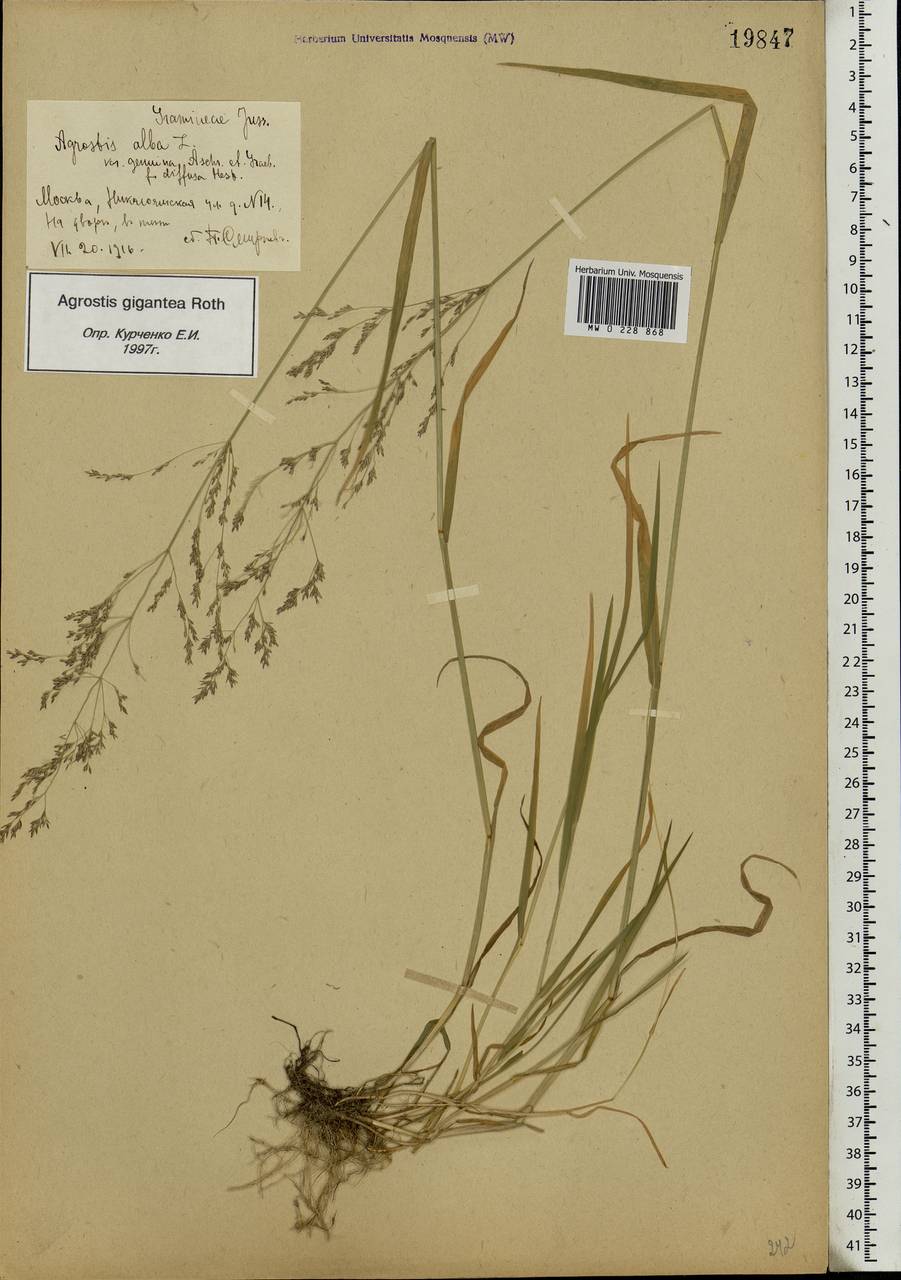 Agrostis gigantea Roth, Eastern Europe, Moscow region (E4a) (Russia)