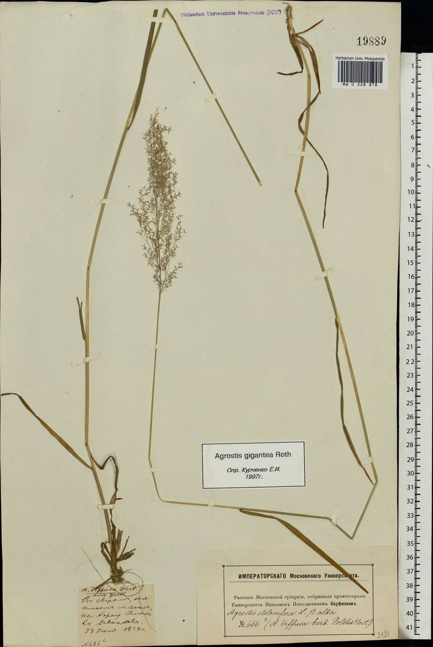 Agrostis gigantea Roth, Eastern Europe, Moscow region (E4a) (Russia)