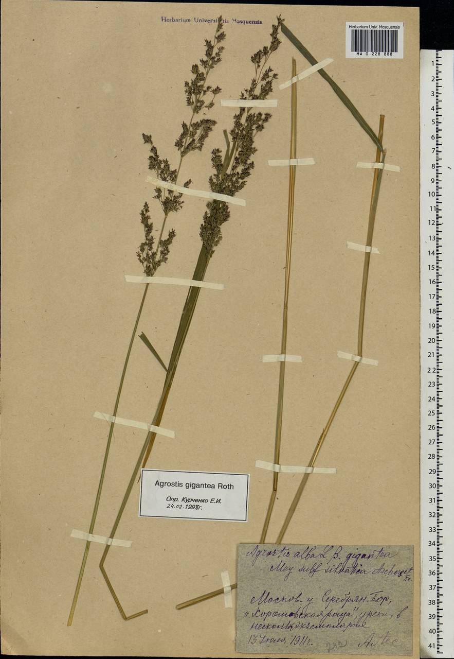 Agrostis gigantea Roth, Eastern Europe, Moscow region (E4a) (Russia)