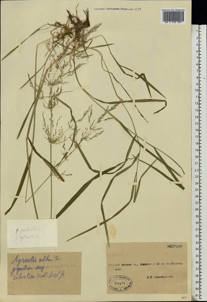 Agrostis gigantea Roth, Eastern Europe, Moscow region (E4a) (Russia)