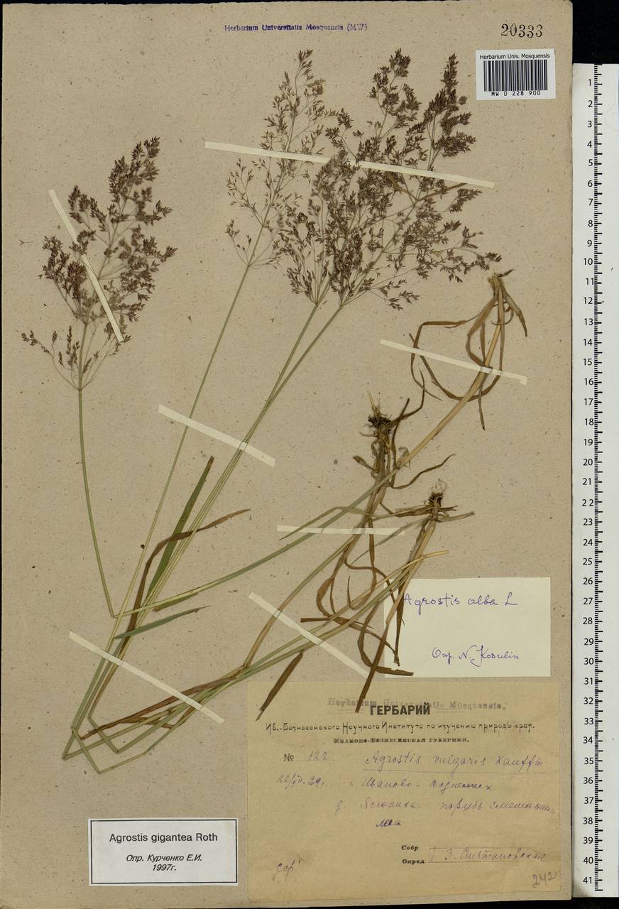 Agrostis gigantea Roth, Eastern Europe, Central forest region (E5) (Russia)