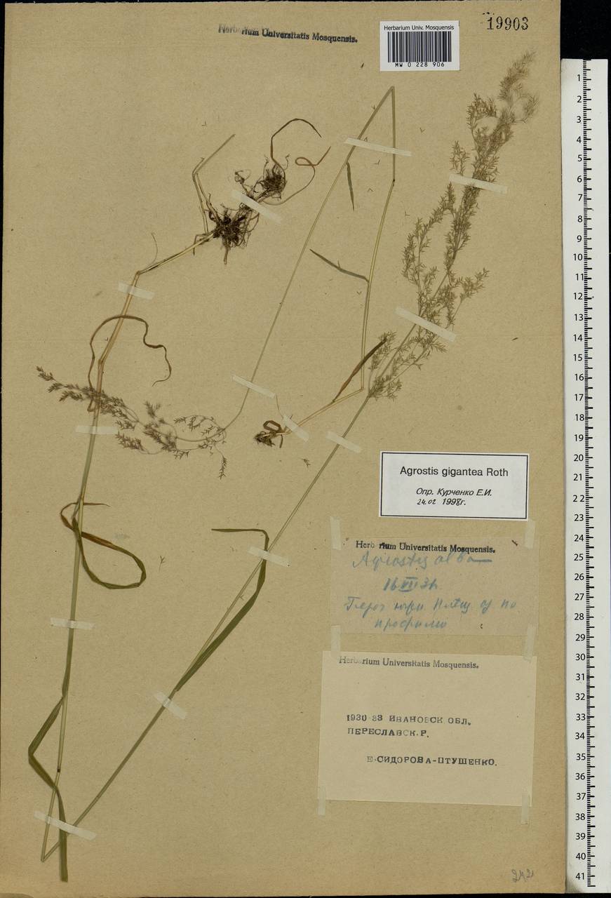 Agrostis gigantea Roth, Eastern Europe, Central forest region (E5) (Russia)