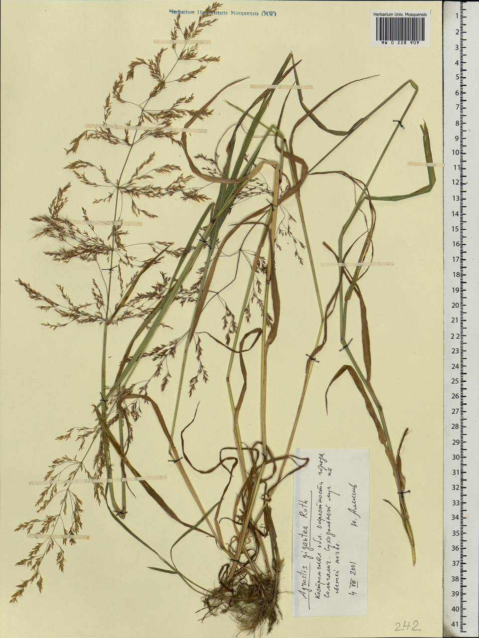 Agrostis gigantea Roth, Eastern Europe, Central forest region (E5) (Russia)