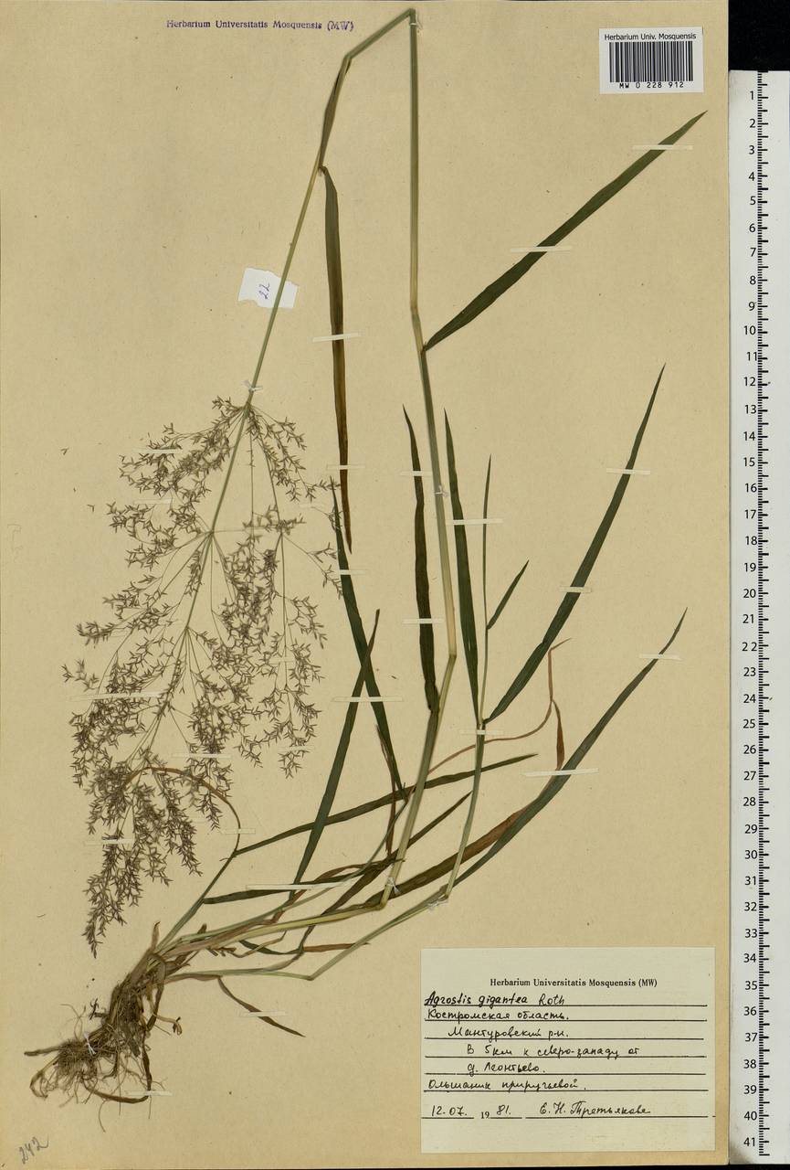 Agrostis gigantea Roth, Eastern Europe, Central forest region (E5) (Russia)