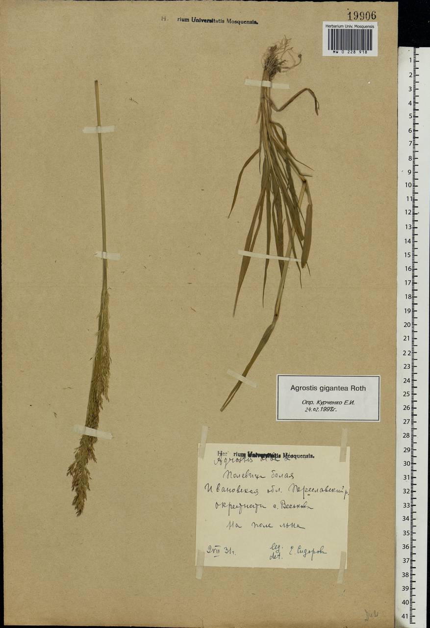 Agrostis gigantea Roth, Eastern Europe, Central forest region (E5) (Russia)