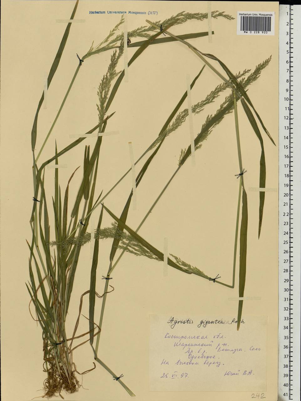 Agrostis gigantea Roth, Eastern Europe, Central forest region (E5) (Russia)