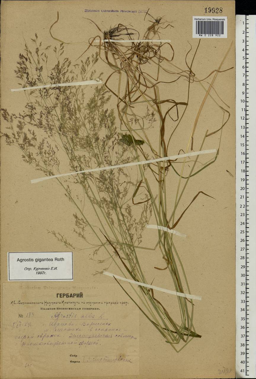 Agrostis gigantea Roth, Eastern Europe, Central forest region (E5) (Russia)