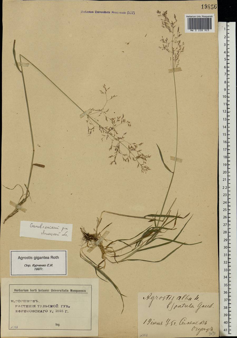 Agrostis gigantea Roth, Eastern Europe, Central forest-and-steppe region (E6) (Russia)