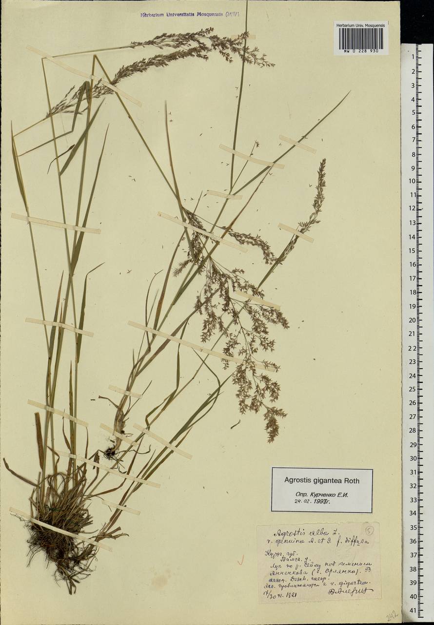 Agrostis gigantea Roth, Eastern Europe, Central forest-and-steppe region (E6) (Russia)