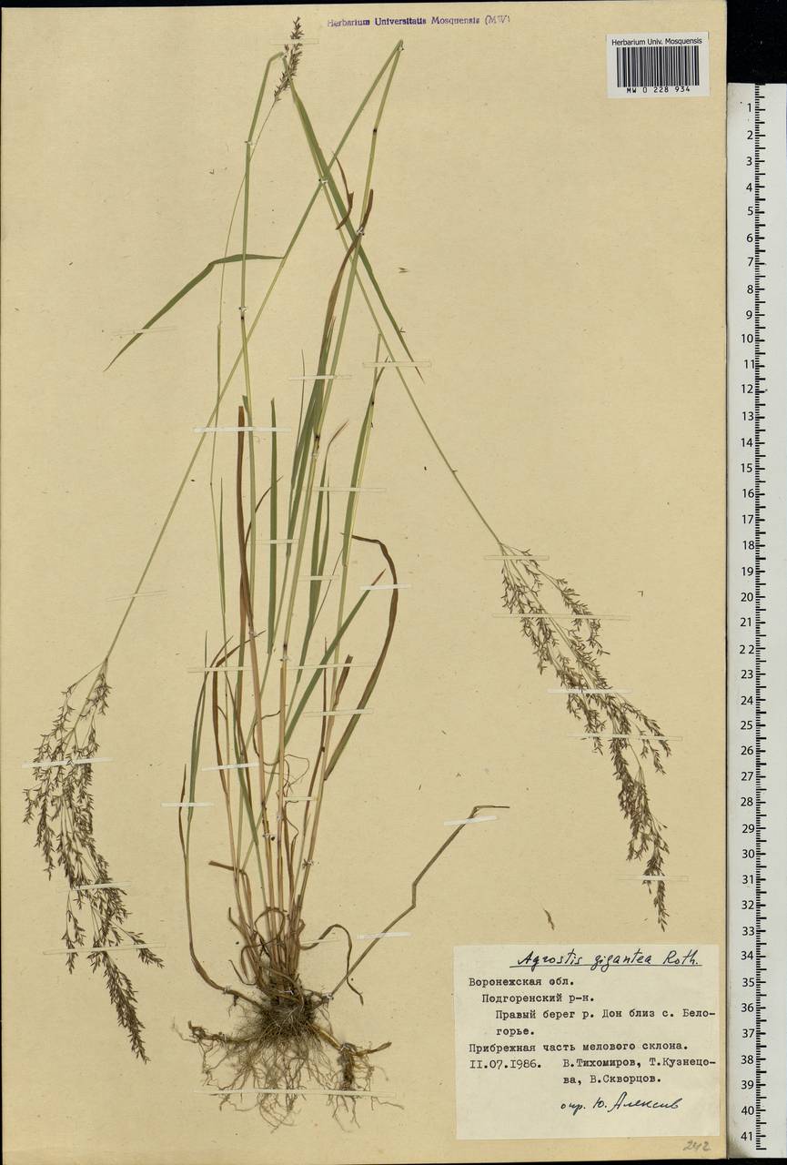 Agrostis gigantea Roth, Eastern Europe, Central forest-and-steppe region (E6) (Russia)