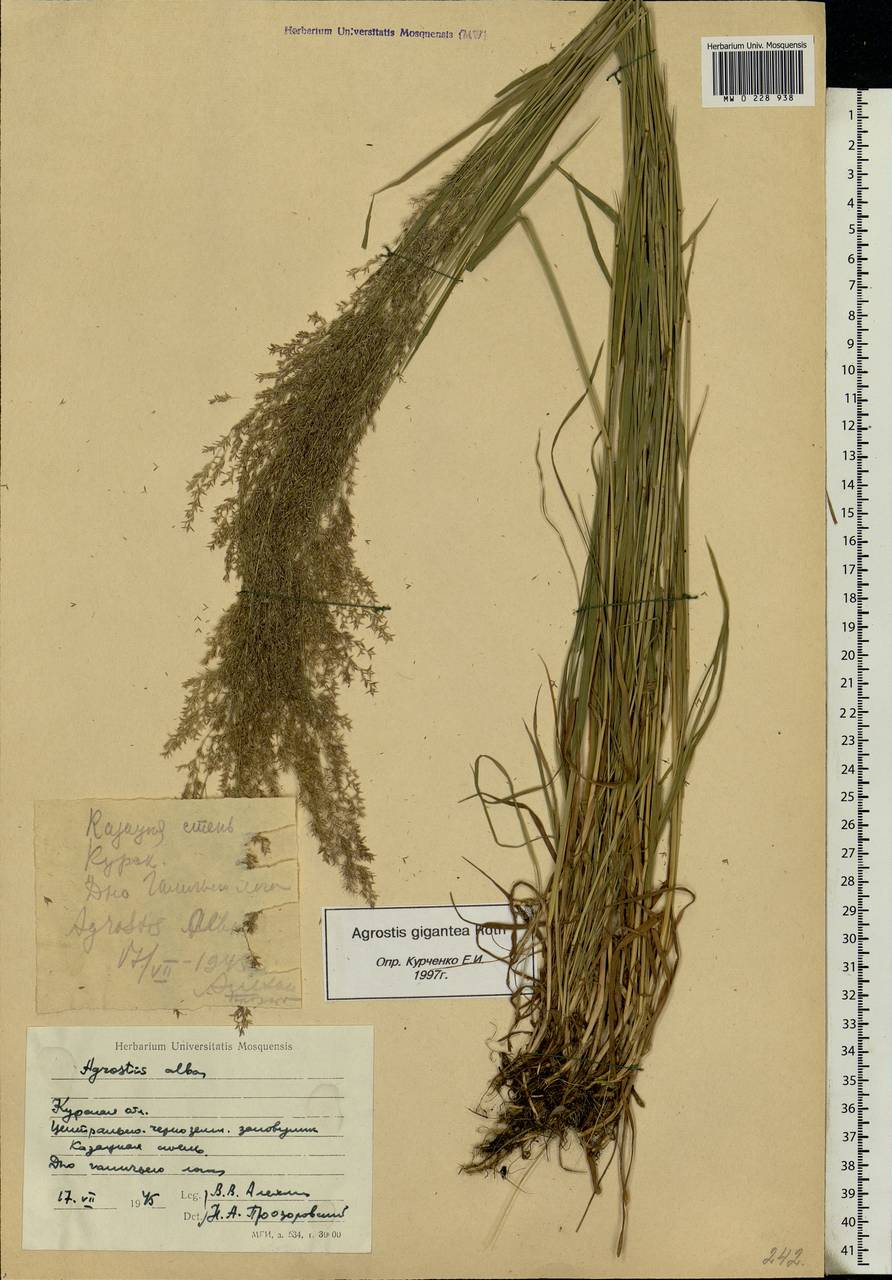 Agrostis gigantea Roth, Eastern Europe, Central forest-and-steppe region (E6) (Russia)