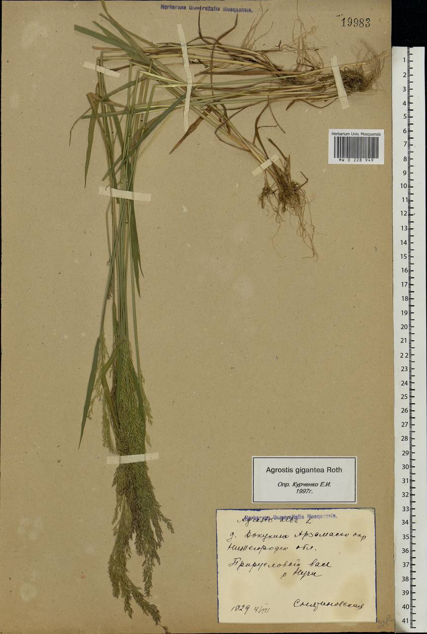 Agrostis gigantea Roth, Eastern Europe, Volga-Kama region (E7) (Russia)