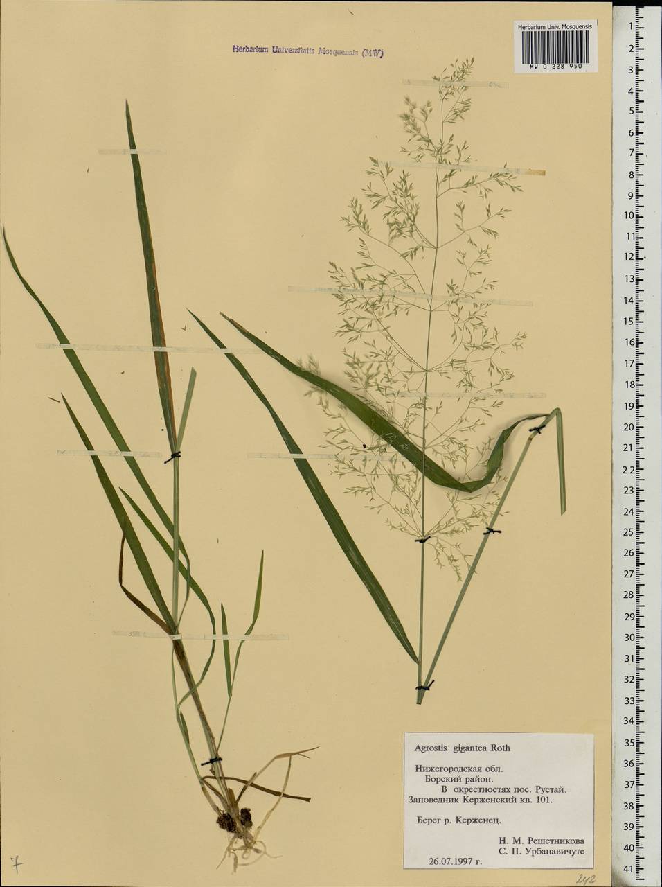 Agrostis gigantea Roth, Eastern Europe, Volga-Kama region (E7) (Russia)