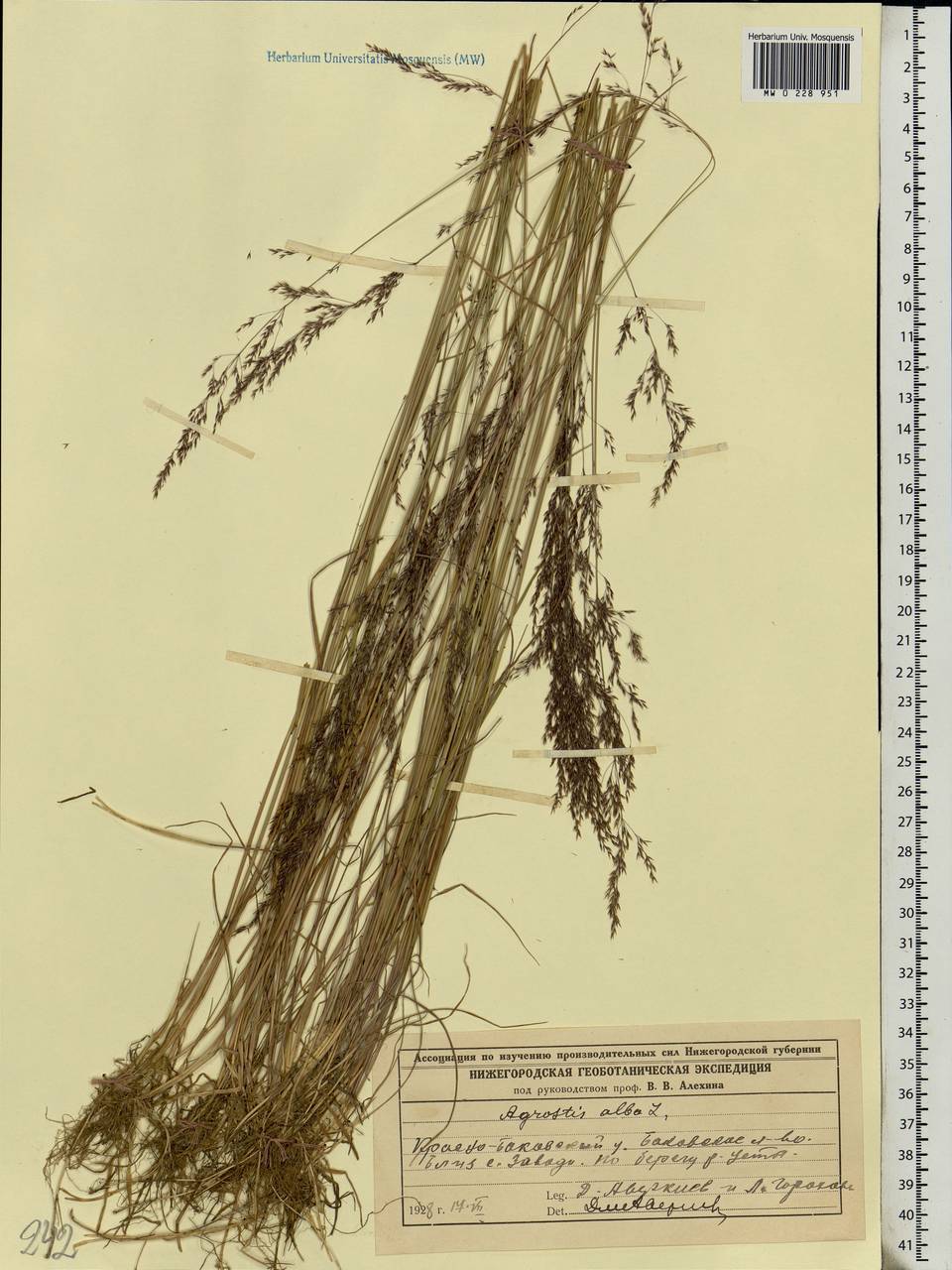 Agrostis gigantea Roth, Eastern Europe, Volga-Kama region (E7) (Russia)