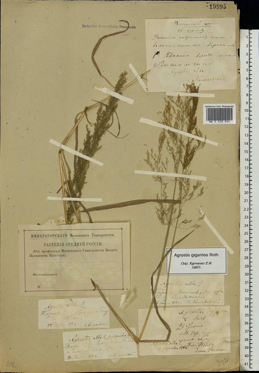 Agrostis gigantea Roth, Eastern Europe, Middle Volga region (E8) (Russia)