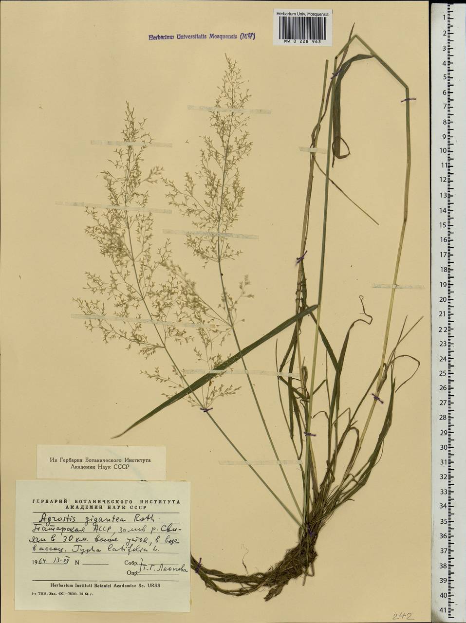 Agrostis gigantea Roth, Eastern Europe, Middle Volga region (E8) (Russia)