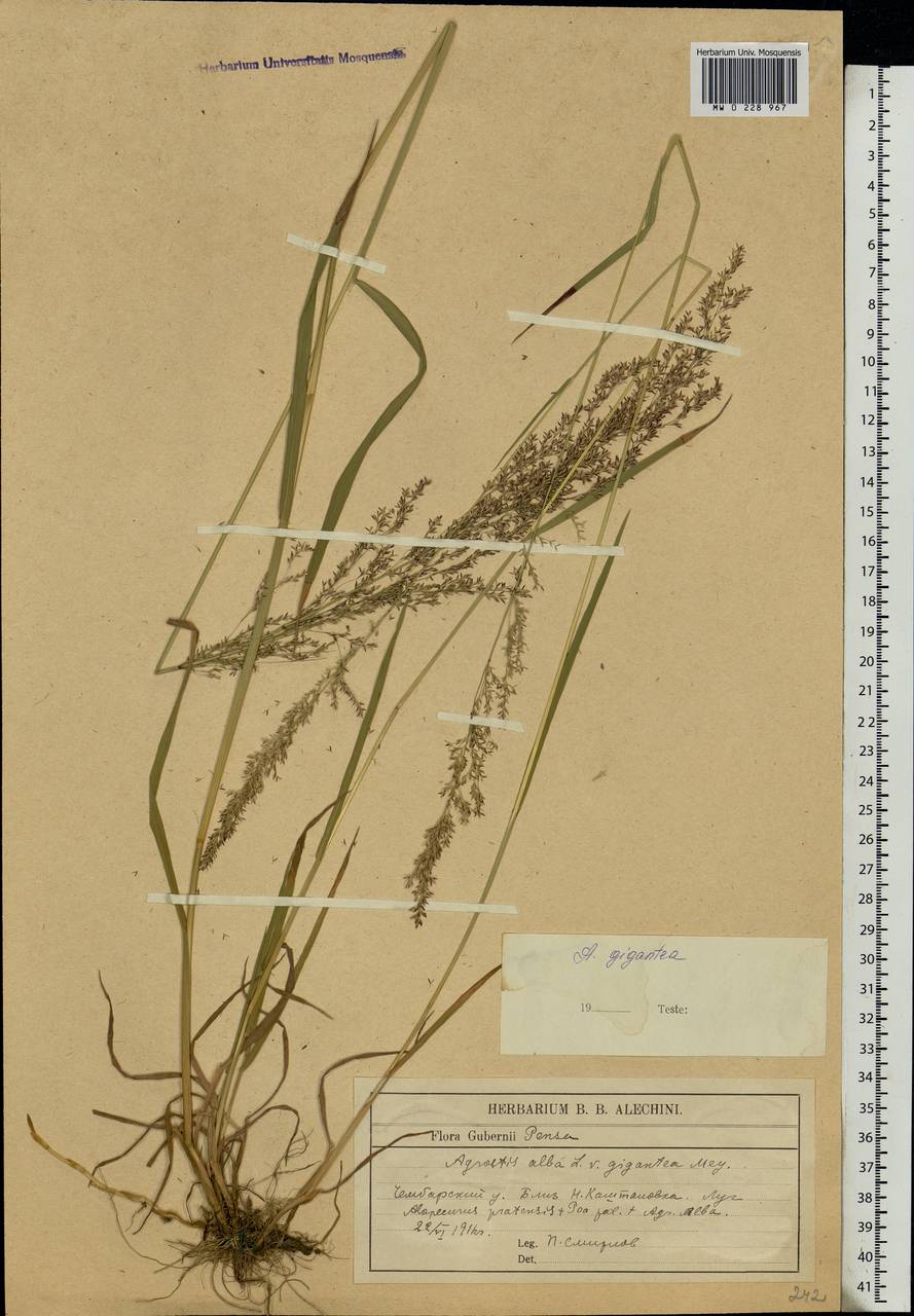 Agrostis gigantea Roth, Eastern Europe, Middle Volga region (E8) (Russia)