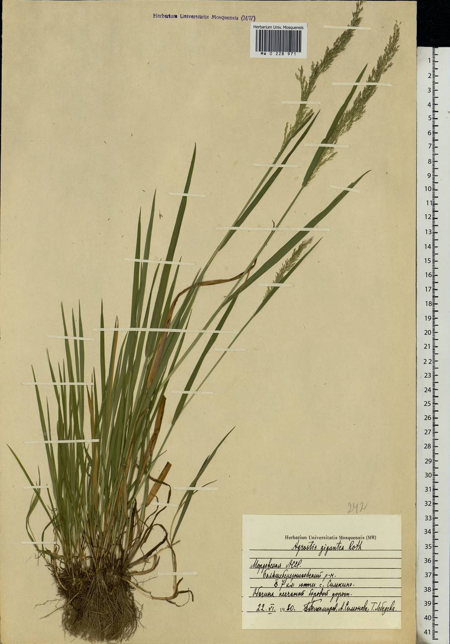 Agrostis gigantea Roth, Eastern Europe, Middle Volga region (E8) (Russia)