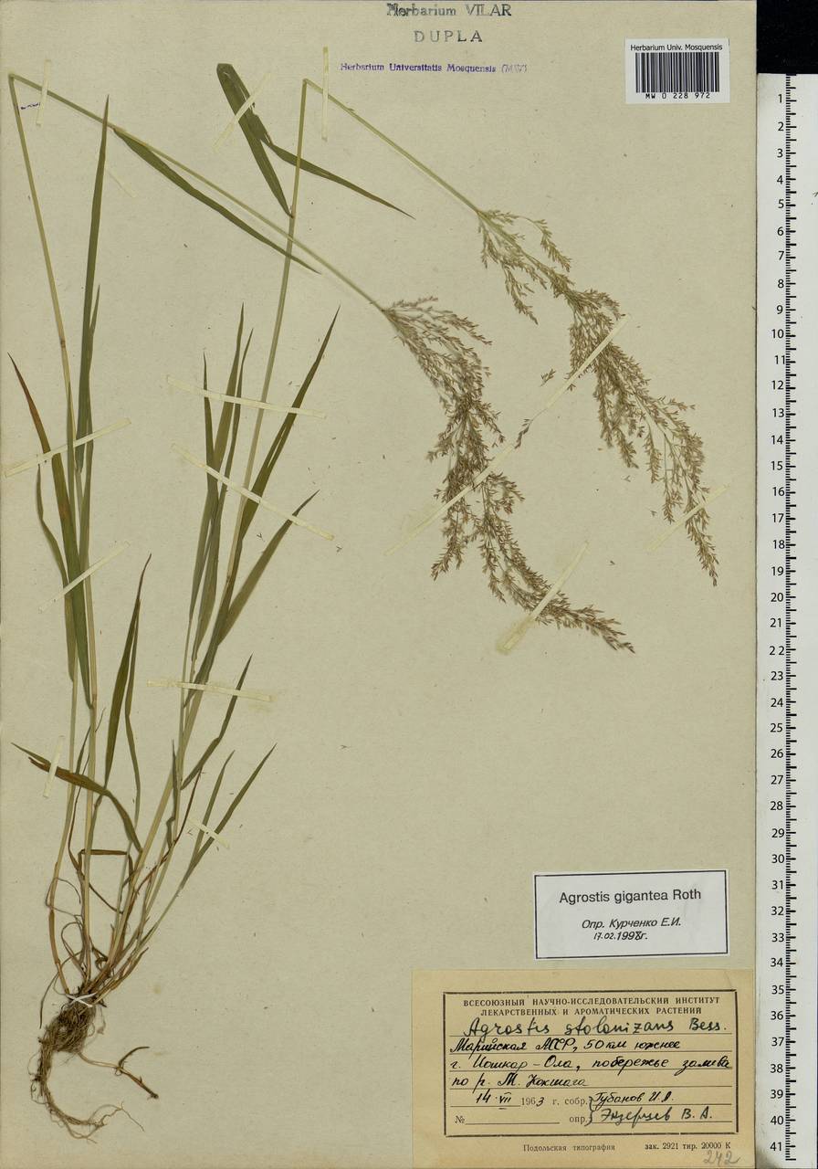 Agrostis gigantea Roth, Eastern Europe, Middle Volga region (E8) (Russia)