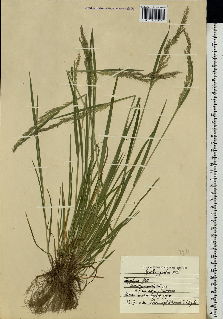 Agrostis gigantea Roth, Eastern Europe, Middle Volga region (E8) (Russia)