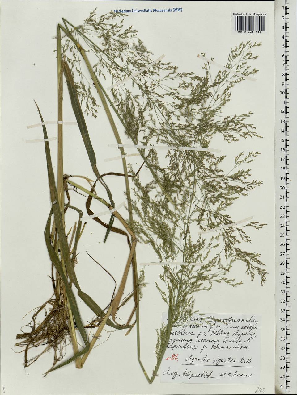 Agrostis gigantea Roth, Eastern Europe, Lower Volga region (E9) (Russia)
