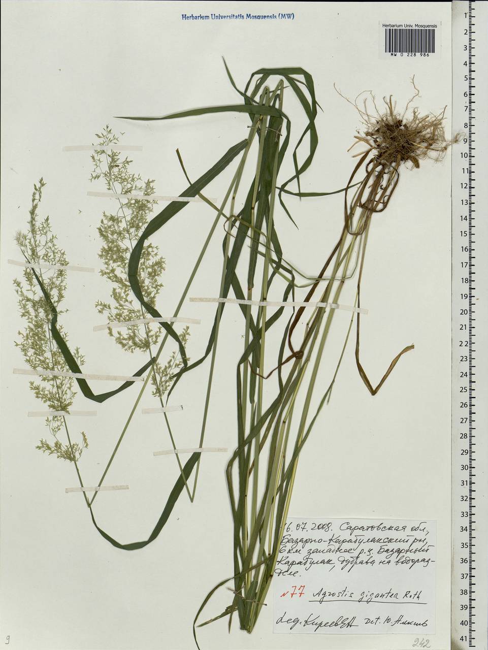 Agrostis gigantea Roth, Eastern Europe, Lower Volga region (E9) (Russia)