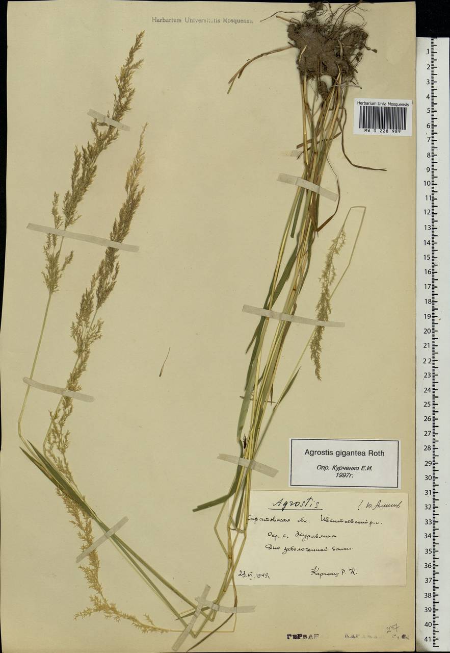 Agrostis gigantea Roth, Eastern Europe, Lower Volga region (E9) (Russia)