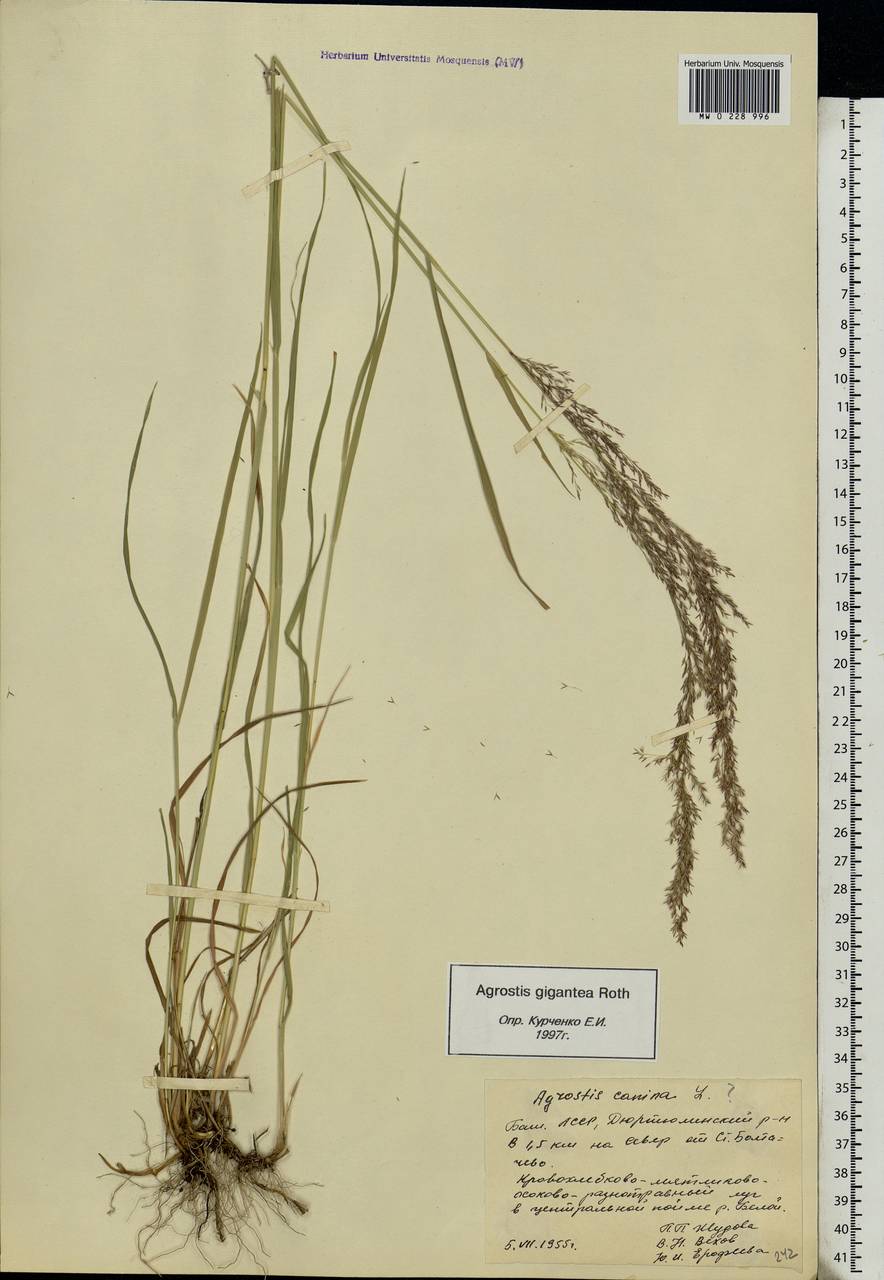 Agrostis gigantea Roth, Eastern Europe, Eastern region (E10) (Russia)