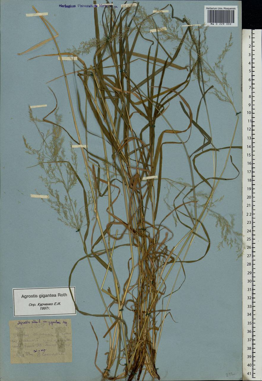 Agrostis gigantea Roth, Eastern Europe, Eastern region (E10) (Russia)