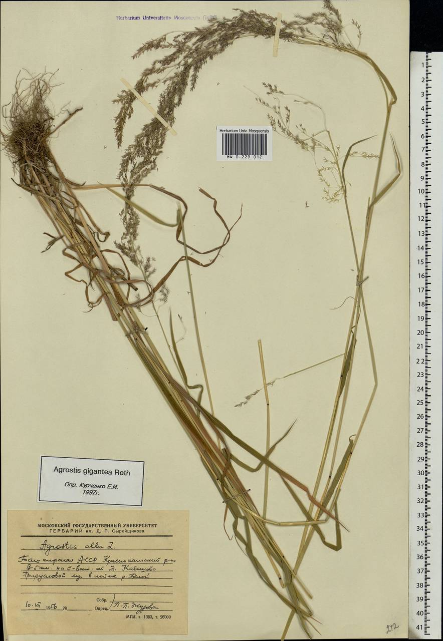 Agrostis gigantea Roth, Eastern Europe, Eastern region (E10) (Russia)