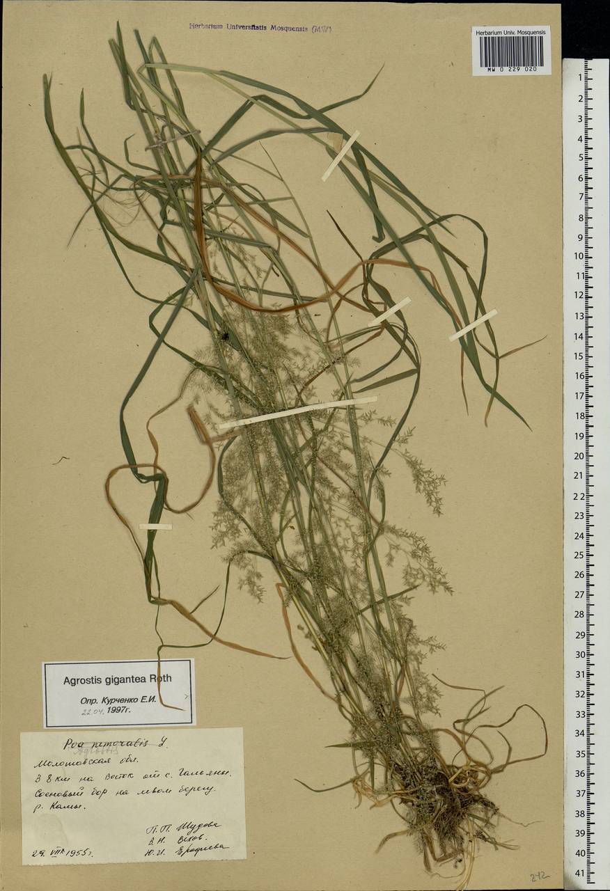 Agrostis gigantea Roth, Eastern Europe, Eastern region (E10) (Russia)