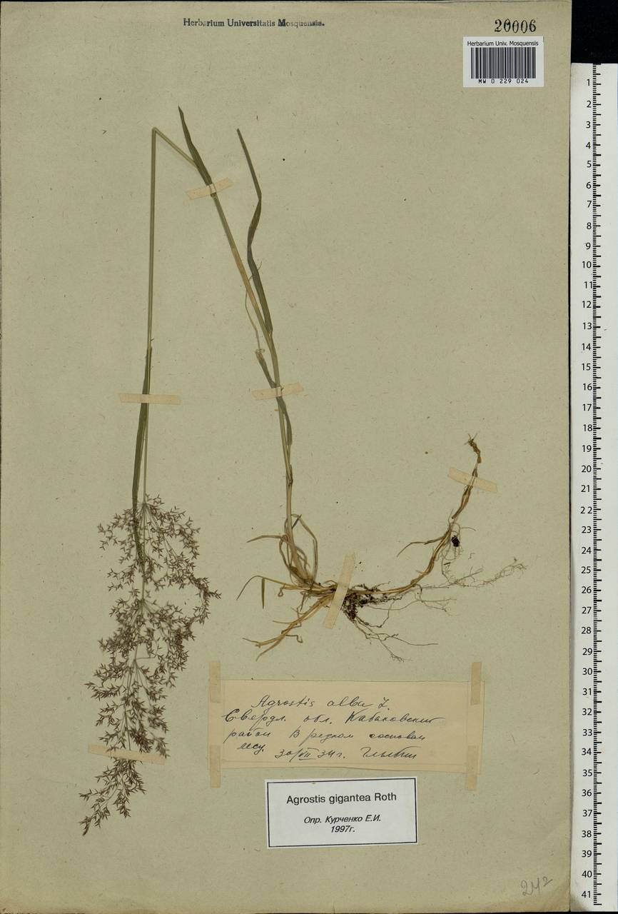 Agrostis gigantea Roth, Eastern Europe, Eastern region (E10) (Russia)