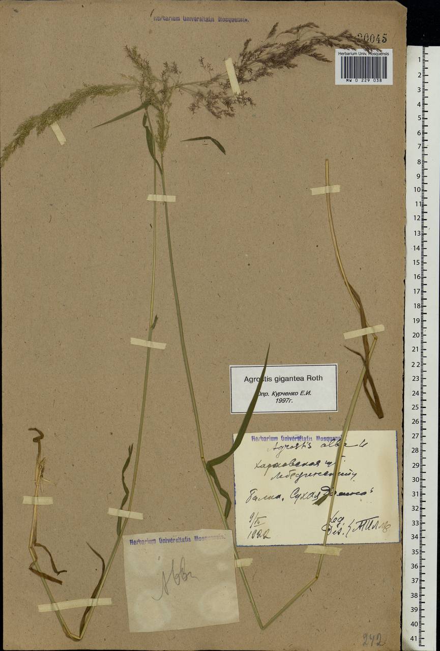 Agrostis gigantea Roth, Eastern Europe, North Ukrainian region (E11) (Ukraine)