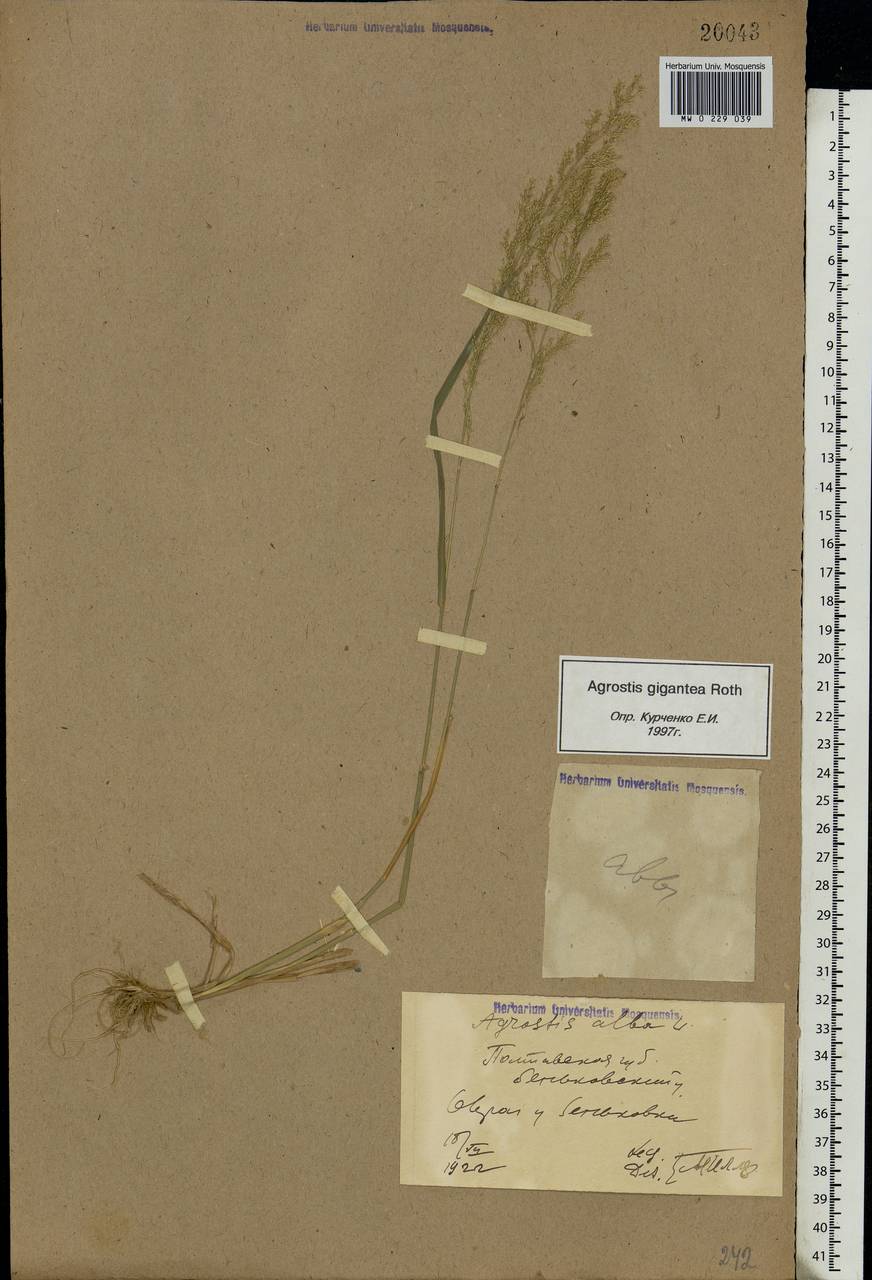 Agrostis gigantea Roth, Eastern Europe, North Ukrainian region (E11) (Ukraine)