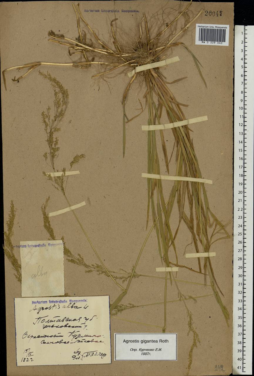 Agrostis gigantea Roth, Eastern Europe, North Ukrainian region (E11) (Ukraine)