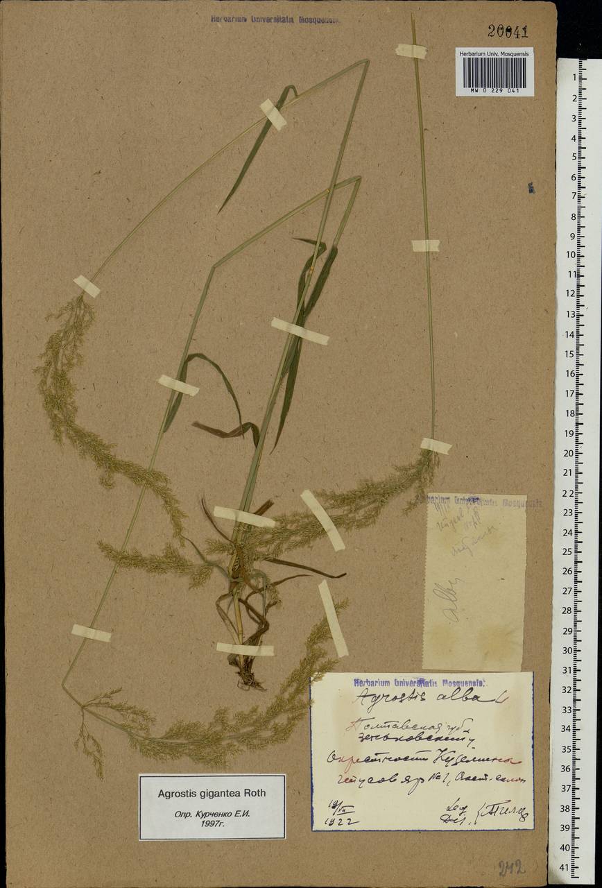 Agrostis gigantea Roth, Eastern Europe, North Ukrainian region (E11) (Ukraine)