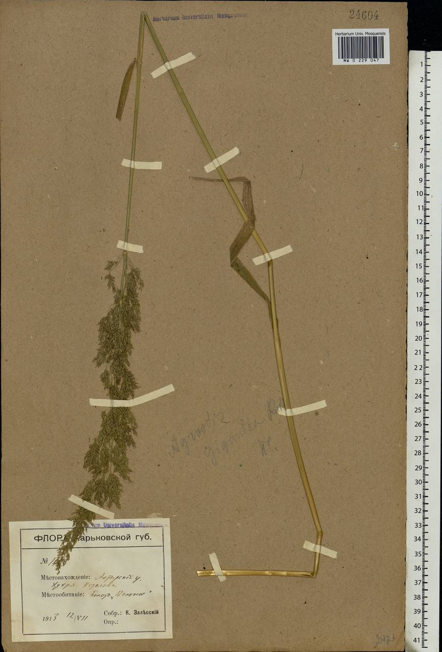 Agrostis gigantea Roth, Eastern Europe, North Ukrainian region (E11) (Ukraine)