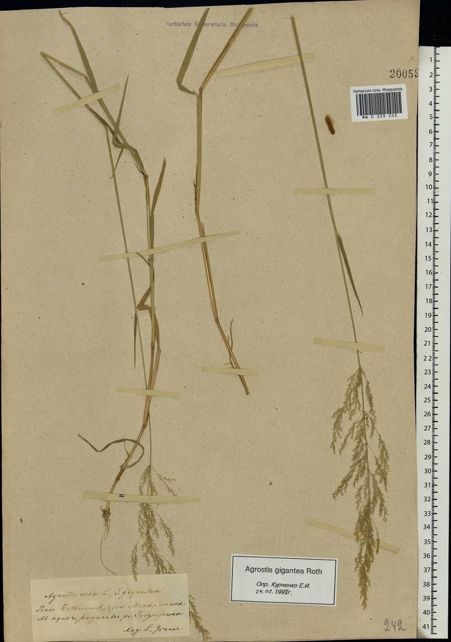 Agrostis gigantea Roth, Eastern Europe, South Ukrainian region (E12) (Ukraine)