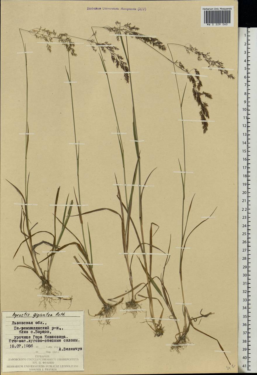 Agrostis gigantea Roth, Eastern Europe, West Ukrainian region (E13) (Ukraine)